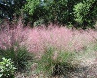 muhlenbergia filipes d1.jpg